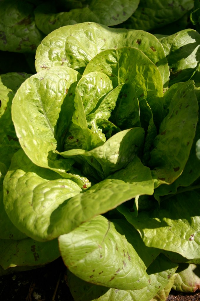 A bundle of lettuce.